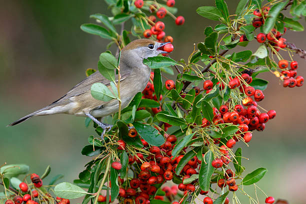 istock Female Blackcap eating a firethorn berry 2248740384