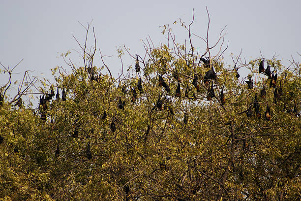 istock Indian flying fox or greater fruit bat (Pteropus medius), formerly (Pteropus giganteus) daytime rooting in trees 2248740770