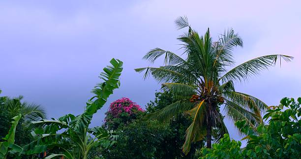 lush palms and stormy sky backdrop, exotic nature setting with vibrant hues and storm clouds