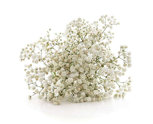 istock White alyssum flowers isolated on a white background. 2248741644