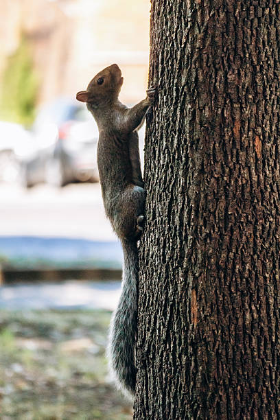 istock A squirrel climbing a tree in a public park in Montreal. 2248741953