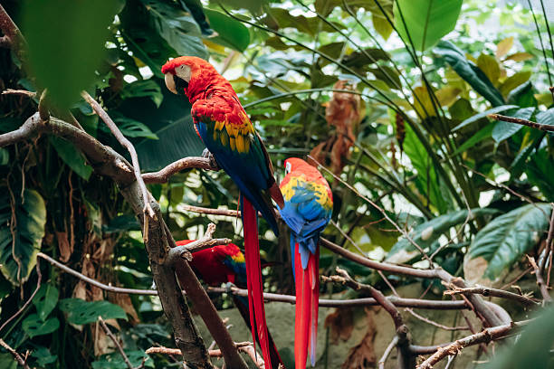 Vibrant scarlet macaws perched on branches inside the tropical habitat at the Montreal Biodome