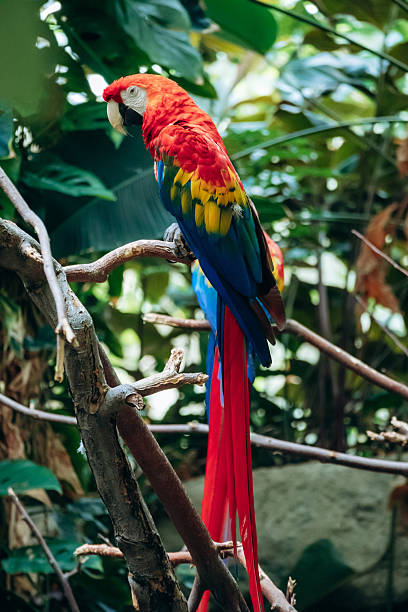 istock Vibrant scarlet macaws perched on branches inside the tropical habitat at the Montreal Biodome 2248742280