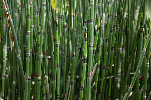 istock Rough horsetail-equisetum hyemale 2248742472