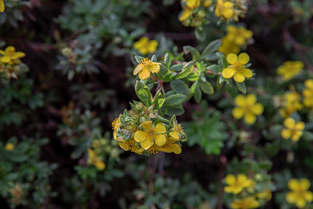 istock Shrubby cinquefoil-potentilla fruticosa 2248743626