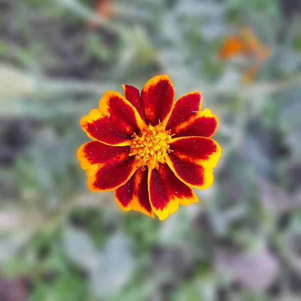 Vibrant Two-Tone Marigold (Tagetes): Close Up: