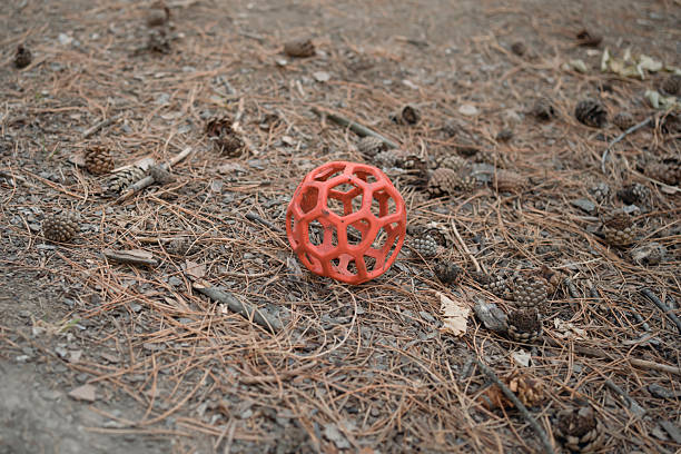 dog toy red rubber ball against background of ground in forest among pine cones and pine needles