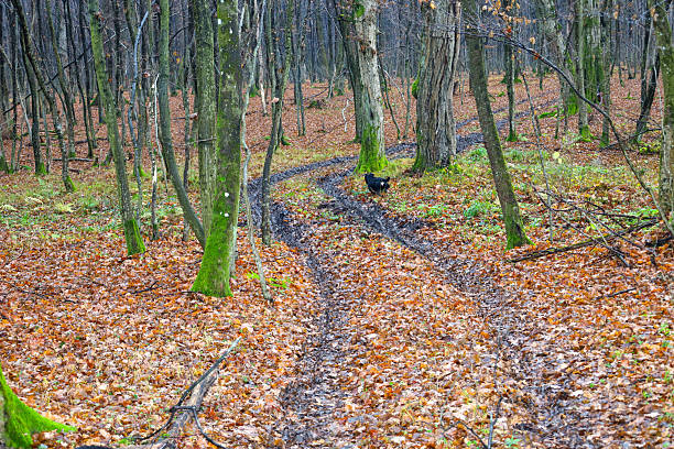 ​A late autumn or winter forest landscape where a wet, muddy, rutted path winds between tree trunks. The ground is thickly covered with orange leaves, and the trunks are partially cloaked in bright green moss.