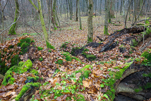 A forest ground scene with a fallen tree heavily covered in bright green moss and autumnal brown leaves.