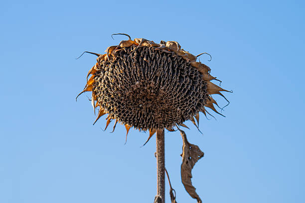 istock A close-up of a dry sunflower head 2248747509