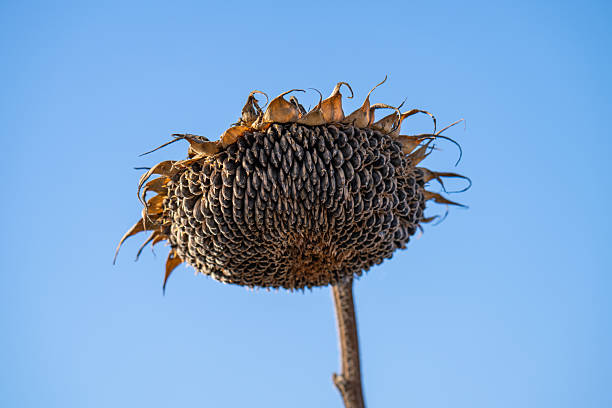 istock A close-up of a dry sunflower head 2248747515