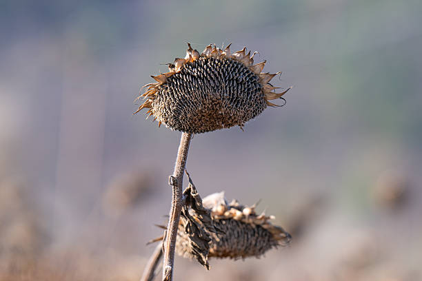 A close-up of a dry sunflower head on a sunny day
