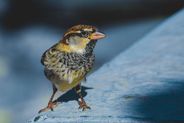 Close portrait of a Spanish Sparrow in moody, cool colour grading. The bird stands on a textured blue surface, showing detailed feather patterns and natural expression. Shot with a long telephoto lens.