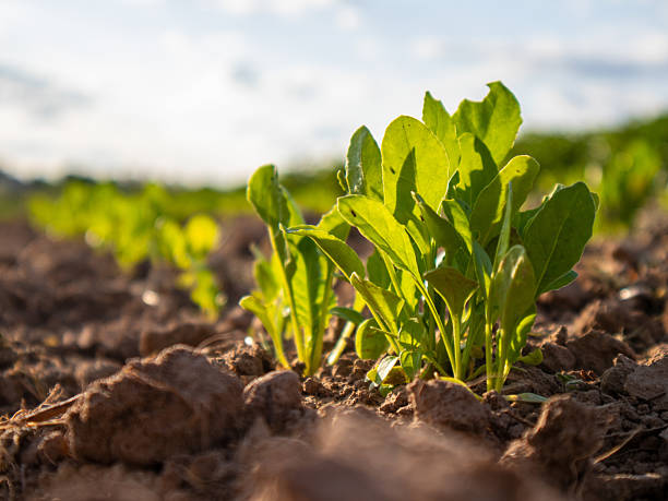 istock New Plants Growing in a Sunny Agricultural Field 2248752825