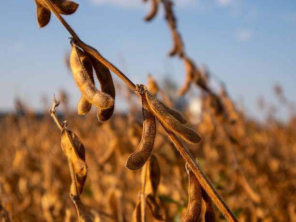 istock Soybean Plants Ready for Harvest in Late Summer 2248752941