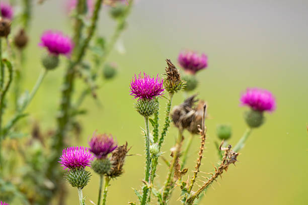 istock photo of burdock in a meadow 2248755577