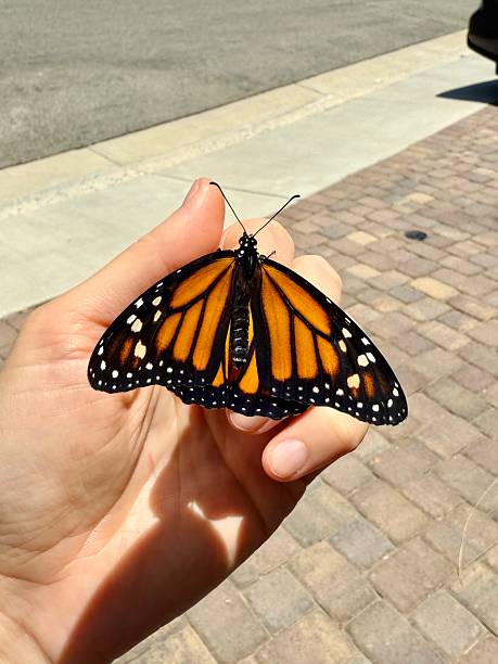 istock In My Hands — the Butterfly 2248756100