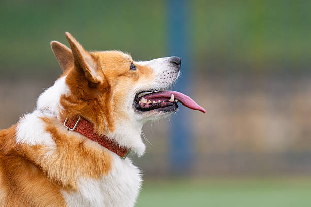 istock A photo of a red-haired corgi 2248756272
