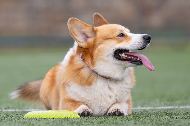 istock A photo of a red-haired corgi 2248756293