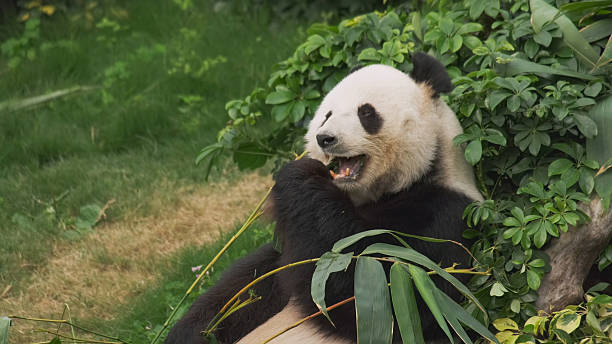 istock Cute giant panda bear eating bamboo 2248758972