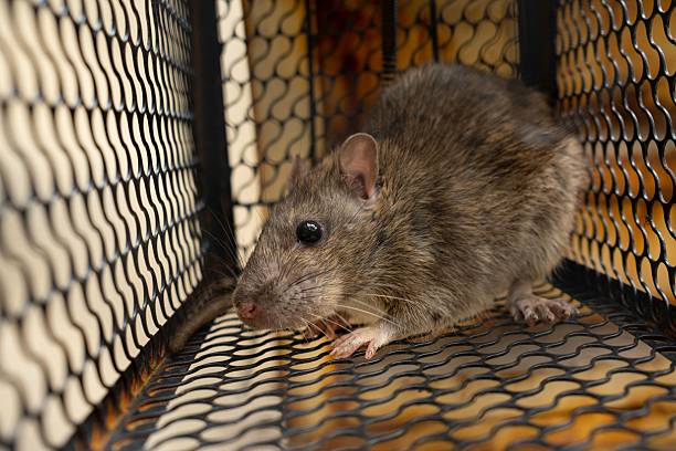 istock f rat trapped in the iron cage 2248761017