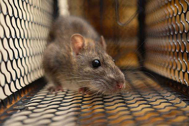 istock f rat trapped in the iron cage 2248761068