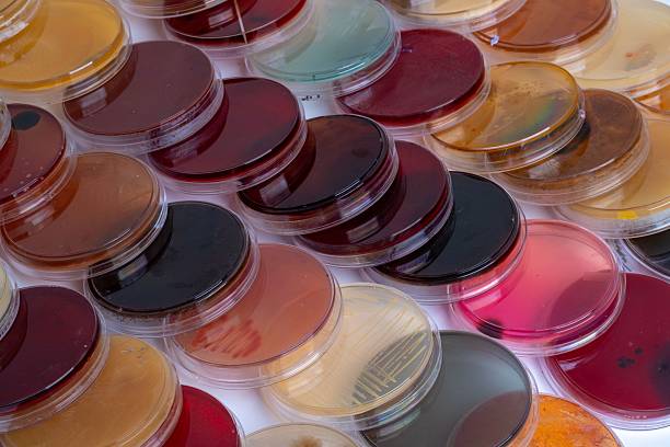 istock Colorful collection of petri dishes in a laboratory setting 2248761305