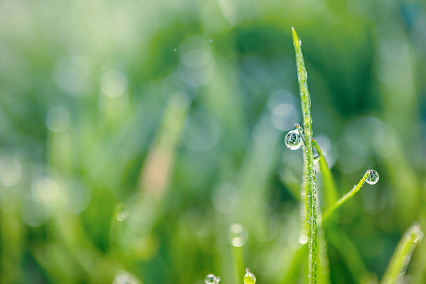 istock Morning dew glistens on fresh green grass in a tranquil outdoor setting 2248761588