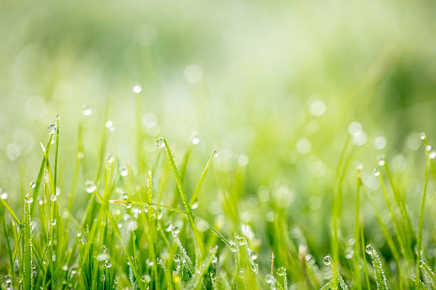 istock Morning dew glistens on fresh green grass in a tranquil outdoor setting 2248761607
