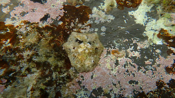 istock True limpet (Patella sp.) undersea, Ligurian Sea 2248761693