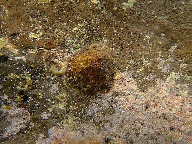 istock True limpet (Patella sp.) undersea, Ligurian Sea 2248761967