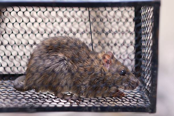 istock f rat trapped in the iron cage 2248762286