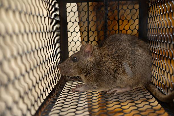 istock f rat trapped in the iron cage 2248762313