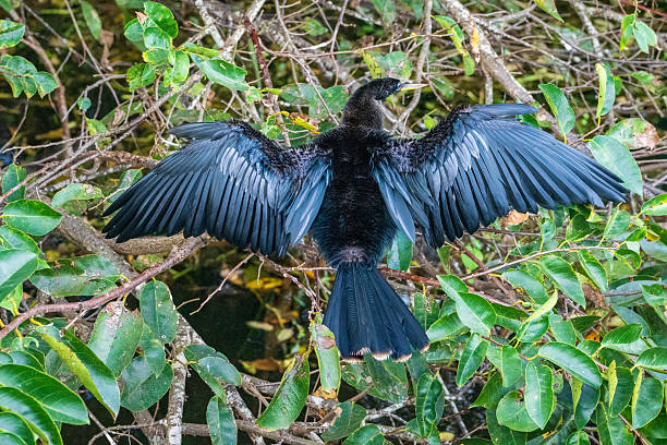 Birds in the Everglades