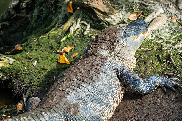 istock Green Cay & Wakodahatchee Wetlands Wildlife 2248763076