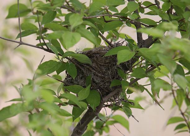 istock Bird nest in a tree with lots of leaves 2248763589