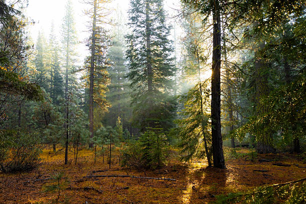 istock Lush Green Pine Forest at Sunrise with Sunbeams Through Trees 2248763835