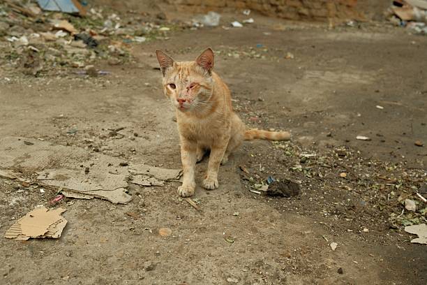 close-up of a dirty stray cat laying on concrete base of fence