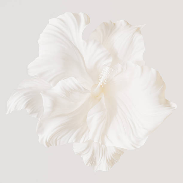 istock Single white hibiscus-inspired flower isolated, elegant petal waves 3d rendering botanical art. Spa, cosmetic or natural design concepts 2248766751