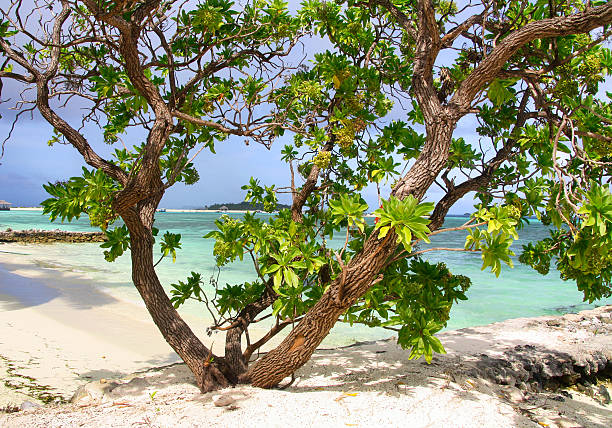 Tropical beach scenery of Maldives.