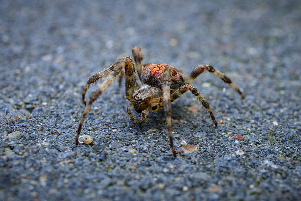 Garden Cross spider close up