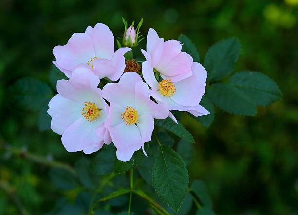 istock Dog rose bush in flower - Rosa canina. Spring. 2248768142