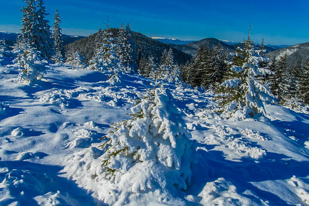 Winter fir trees covering snowy mountain slopes under clear cold sky with dense forest texture, alpine nature landscape, frosty season scenery and tranquil white wilderness in high altitude terrain