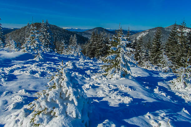 Top view of the snow-capped mountains. Dark grey mountains in the snow. Naked dark forest with snow top view.
