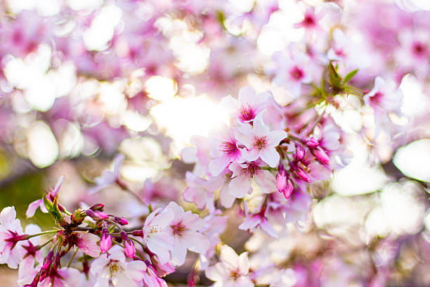 Beautiful cherry blossom sakura trees and flowers close up