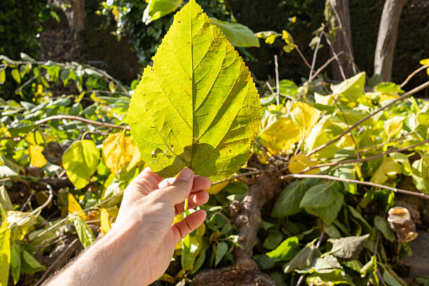 Person's hand holds a single bright yellow-green leaf in sunlight, with a blurred pile of trimmed branches and autumn foliage in the background, suggesting fall gardening work