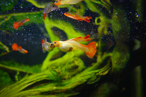 istock Colorful guppy fish in a lush aquarium setting 2248771929