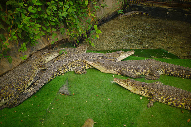 A group of crocodiles resting on green grass near water, surrounded by plants