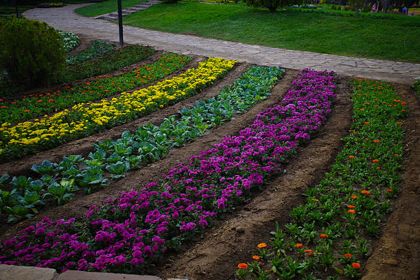 A vibrant garden with rows of colorful flowers and vegetables, featuring yellow, purple, and orange blooms alongside green leafy plants, set in a well-maintained park