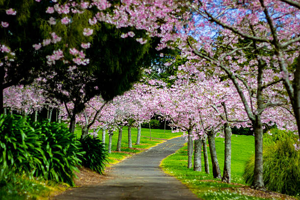 istock Beautiful cherry blossom sakura trees and flowers close up 2248776021